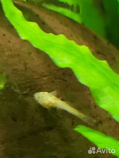 Анциструс малыши