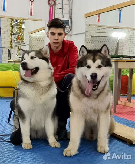 Собачья шерсть пух