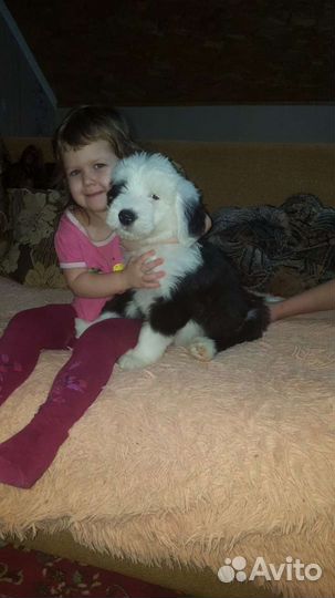 Бобтейл щенки