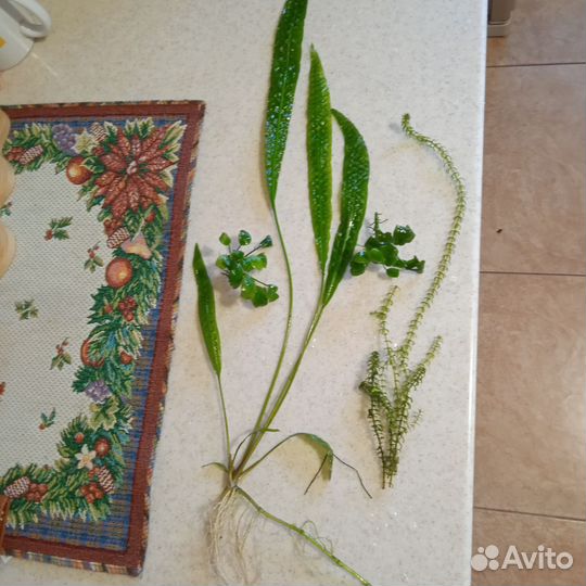 Аквариумные растения прополка