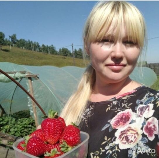 Рассада клубники ремонтантной