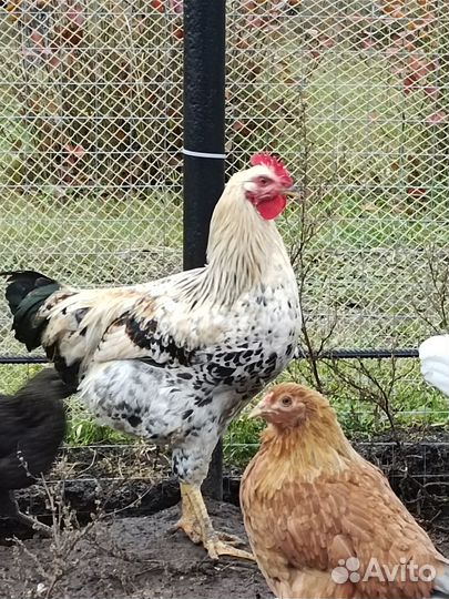 Молодые петушки