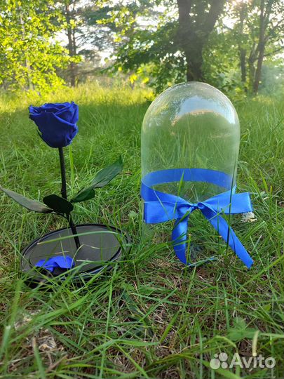 Роза в колбе