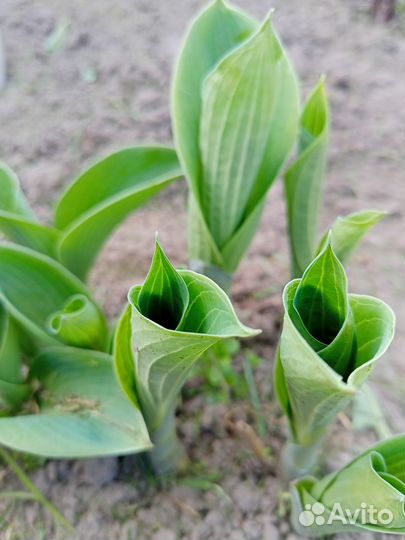 Пионы, астильба, хоста,жасмин
