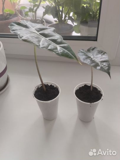 Продам цветок хлорофитум