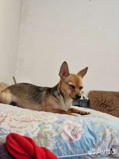 Вязка той терьер девочка