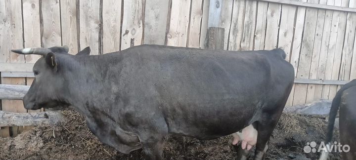 Бык сементал