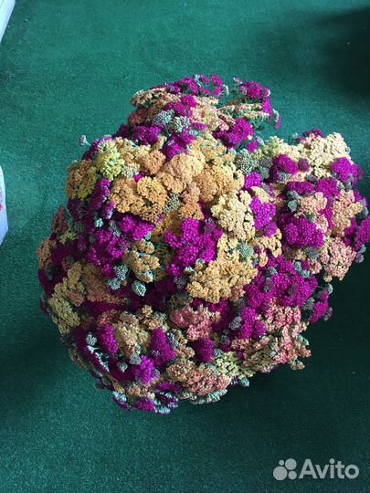 Тысячелистник