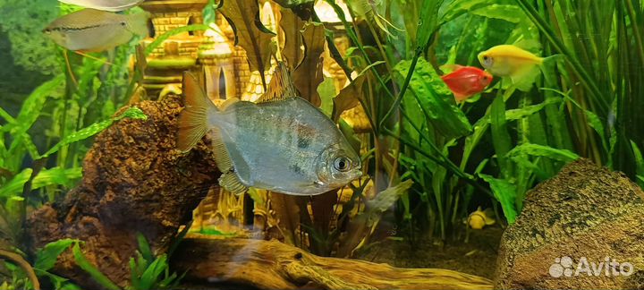 Миттинис аквариумный, цена за пару