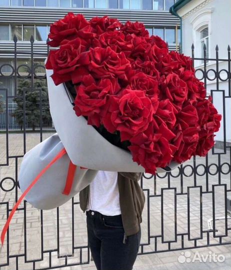 Розы софи лорен/французская роза