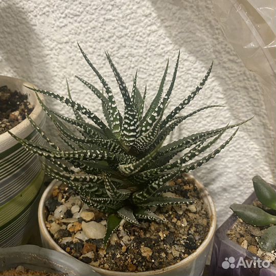 Хавортия полосатая