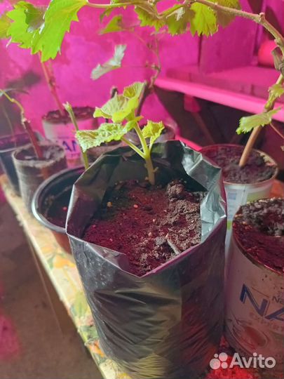 Саженцы павловния