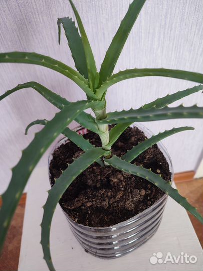 Алоэ столетник