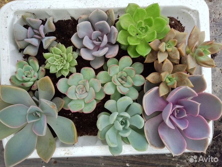 Суккуленты