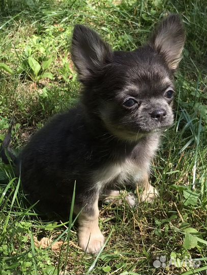 Два мальчика и Девочка Чихуахуа