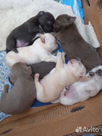 Щенки чихуахуа