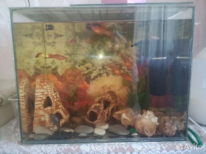Аквариум в полном сборе