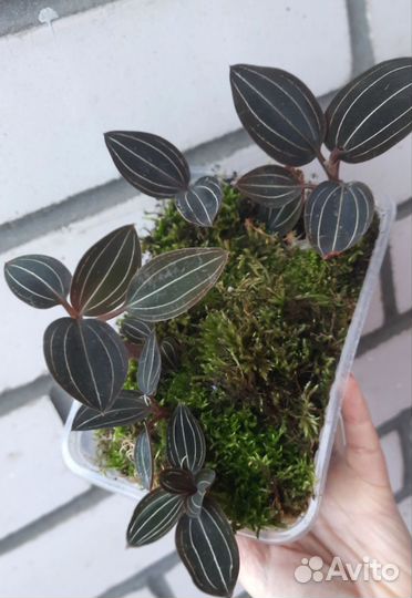 Лудизия. Драгоценная орхидея