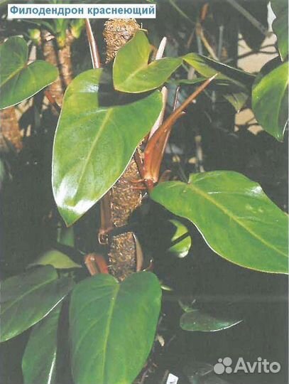 Комнатные растения