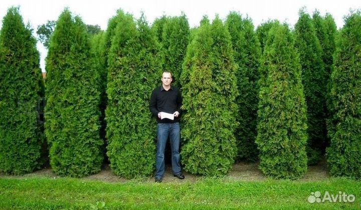 Туя голден смарагд 100см для живой изгороди