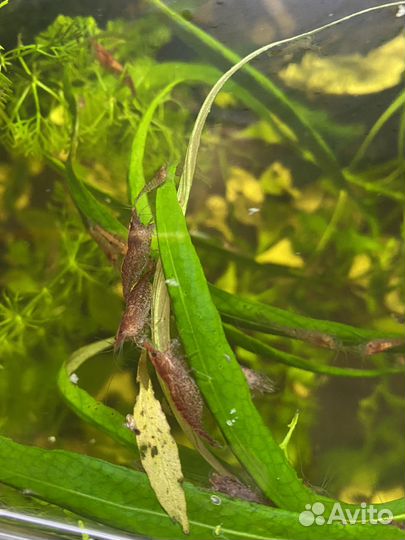 Аквариумные креветки