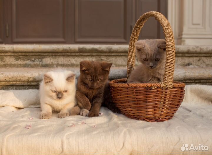 Британские котята