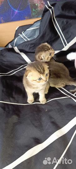 Шотландские вислоухие котята