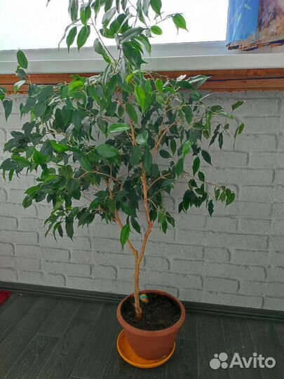 Фикус бенджамина