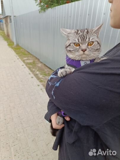 Кот для вязки. Шотландец