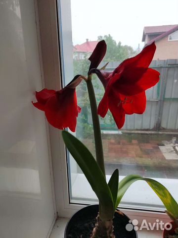 Гиппиаструм