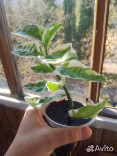 Педилантус