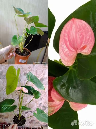 Антуриум домашние кусты разных сортов