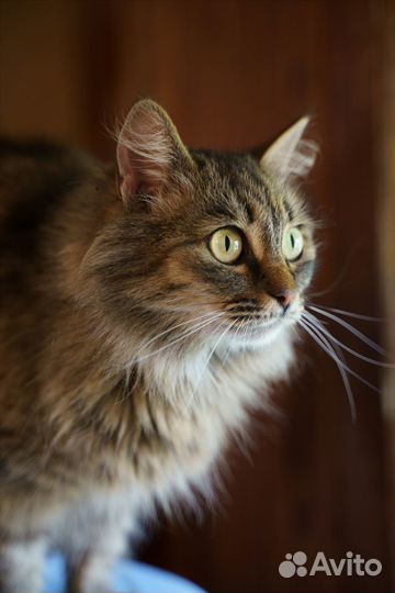 Кошка, 4 года