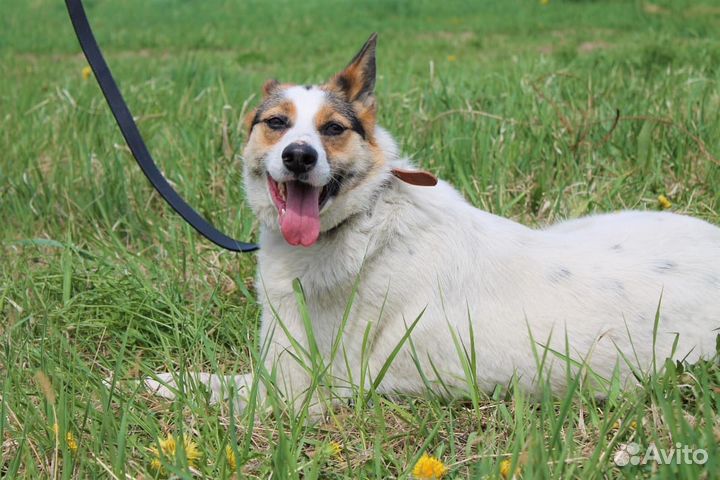 Молодая собака на охрану