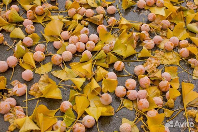 Саженцы гинкго, гинкго билоба, гинкго билоб