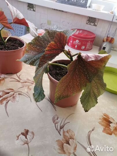 Цветы комнатные