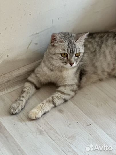 Кошечка ищет дом