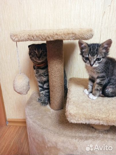 Котенок мальчик