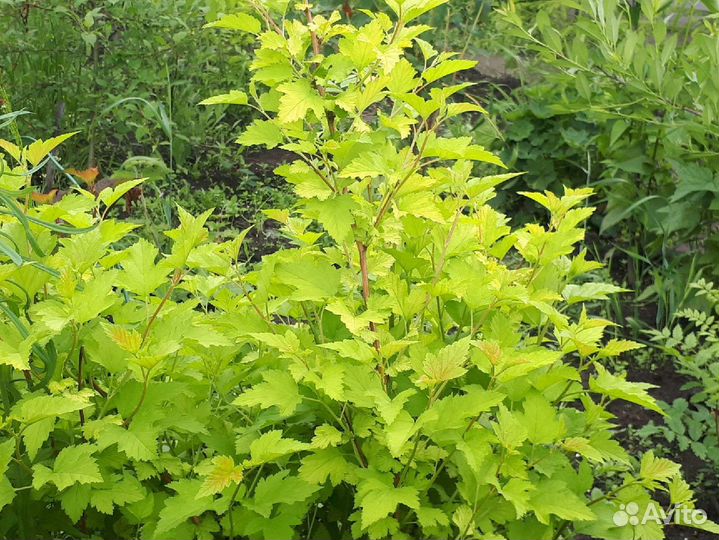 Пузыреплодник жёлтый 2-х летний, 80-90 см