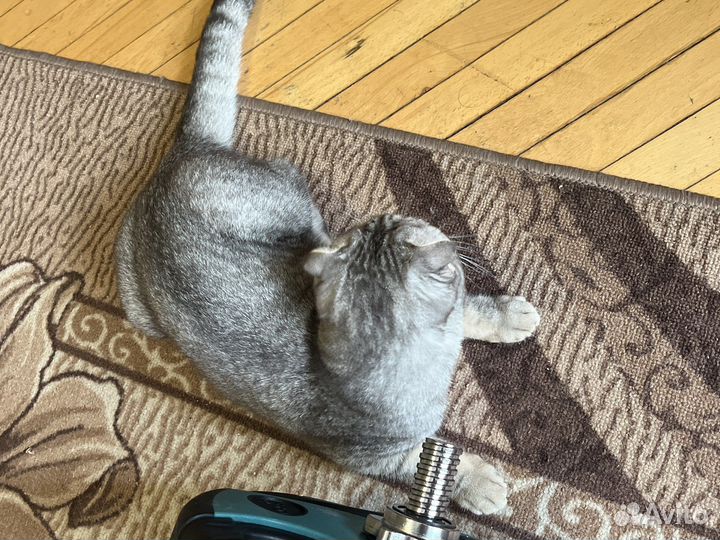 Шотландская кошка