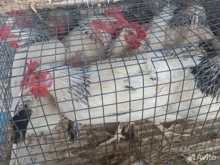 Адлерская серебристая