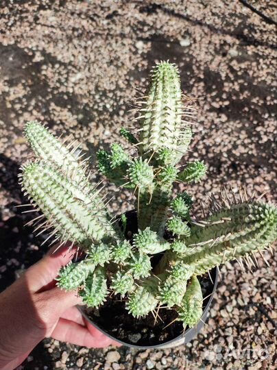 Euphorbia variegata - Эуфорбия вариегата)