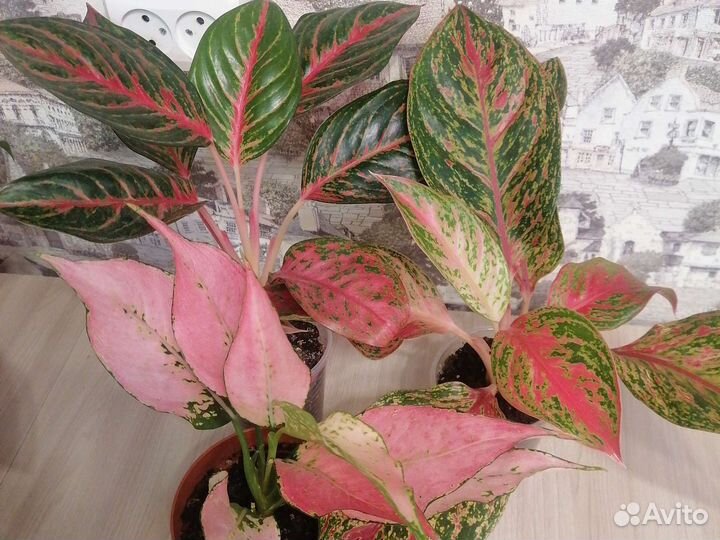 Аглаонема супер вайт, бидадари, лаки