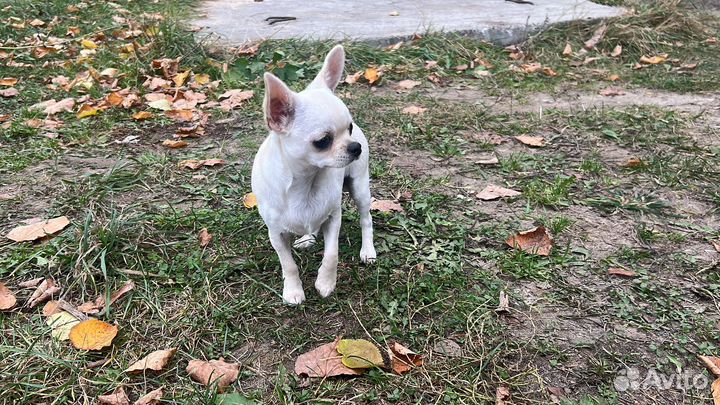 Щенки чихуахуа