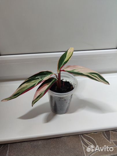 Строманта триколор