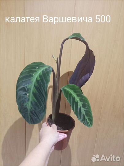 Калатея Варшевича, хамедорея