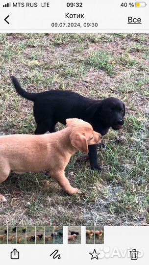 Щенки дворняги