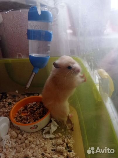 Сирийские хомячки бесплатно
