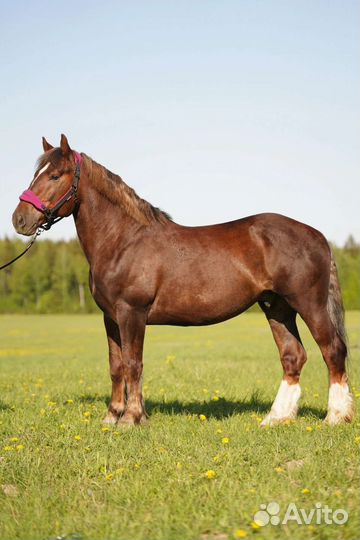 Литовский тяж, мерин