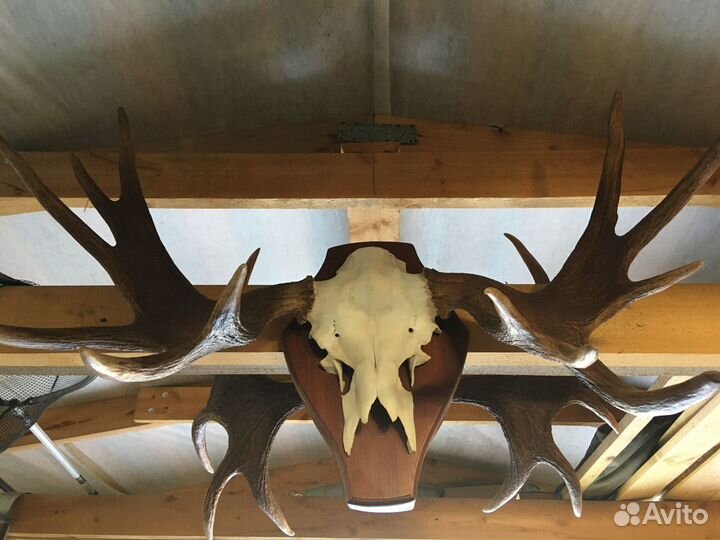 Рога лося на медальоне